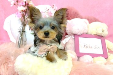 大きな瞳がまぁるくて、とっても可愛い極小サイズの女の子＊1761