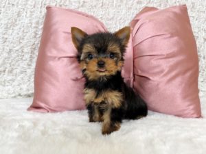 ティーカップヨーキー　極小ヨーキー　ヨークシャテリア