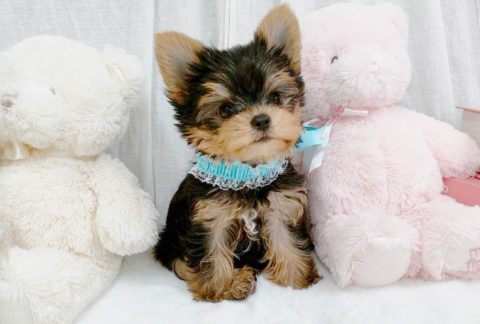 ヨークシャーテリア ティーカップヨーキー