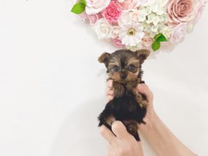 ティーカップヨーキー　極小ヨーキー　ヨークシャテリア