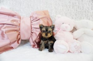 ティーカップヨーキー　極小ヨーキー　ヨークシャテリア