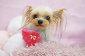 ティーカップヨーキー