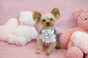 ティーカップヨーキー