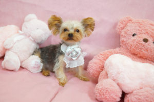 ティーカップヨーキー