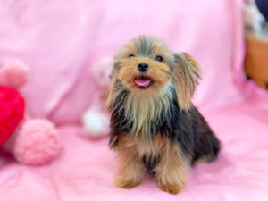 ティーカップヨーキー