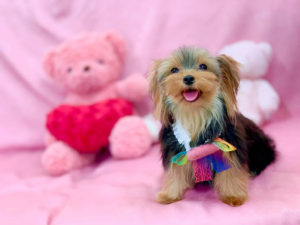 ティーカップヨーキー