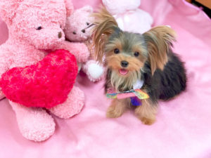 ティーカップヨーキー