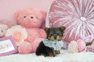 ティーカップヨーキー