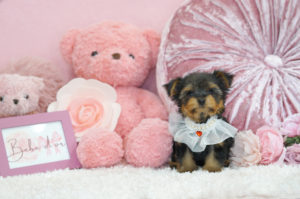 ティーカップヨーキー