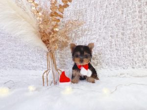 極小ヨーキー　ティーカップヨーキー　ヨークシャテリア