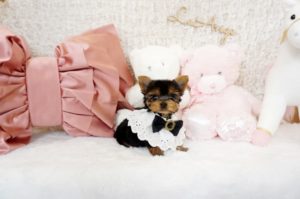 ヨークシャテリア　ヨーキー　