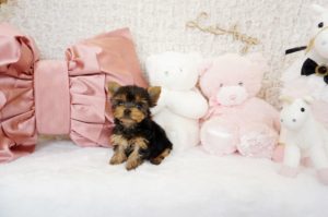 ヨークシャテリア　ヨーキー　