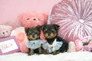 ティーカップヨーキー