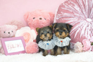 ティーカップヨーキー