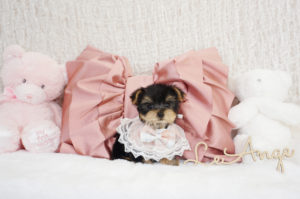 ティーカップヨーキー　極小ヨーキー　ヨークシャテリア