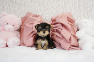 ティーカップヨーキー　極小ヨーキー　ヨークシャテリア