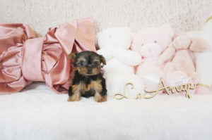 ヨークシャテリア　ティーカップヨーキー　極小ヨーキー