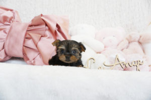 ヨークシャテリア　ティーカップヨーキー　極小ヨーキー