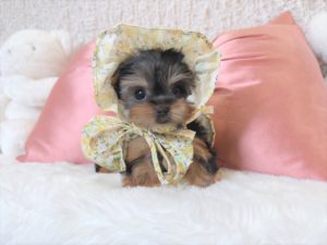 ティーカップヨーキー　極小ヨーキー　ヨークシャテリア