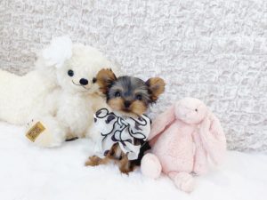 ティーカップヨーキー　極小ヨーキー　ヨークシャテリア