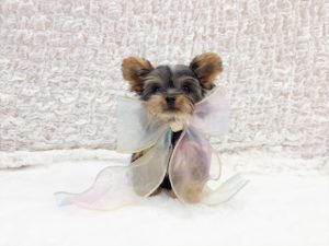 ティーカップヨーキー　極小ヨーキー　ヨークシャテリア