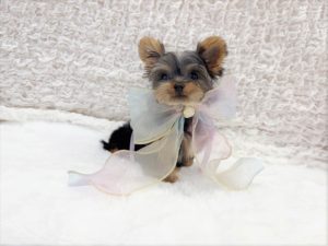 ティーカップヨーキー　極小ヨーキー　ヨークシャテリア