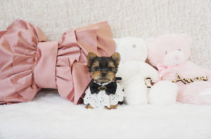 ティーカップヨーキー　極小ヨーキー