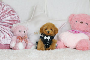 ティーカッププードル　マイクロティーカッププードル　ロイヤルティーカッププードル