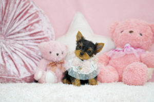 ティーカップヨーキー　極小ヨーキー