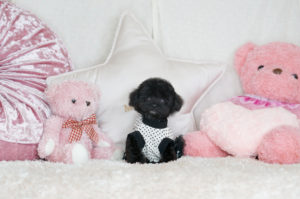 ティーカッププードル　マイクロティーカッププードル　ロイヤルティーカッププードル