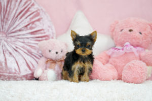 ティーカップヨーキー　極小ヨーキー