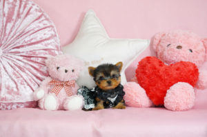 ティーカップヨーキー　極小ヨーキー