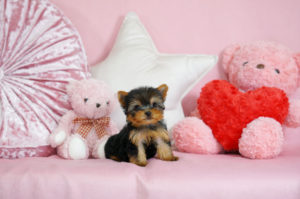 ティーカッププードル　マイクロティーカッププードル　ロイヤルティーカッププードル