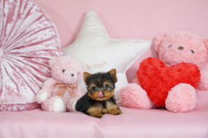 ティーカッププードル　マイクロティーカッププードル　ロイヤルティーカッププードル