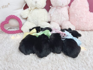 ティーカッププードル　マイクロティーカッププードル　ロイヤルティーカッププードル