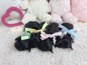 ティーカッププードル　マイクロティーカッププードル　ロイヤルティーカッププードル