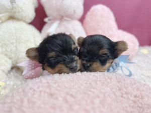 ティーカッププードル　マイクロティーカッププードル　ロイヤルティーカッププードル