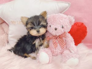 ティーカップヨーキー　極小ヨーキー