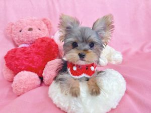 ティーカップヨーキー　極小ヨーキー