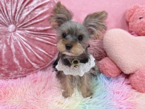 ティーカップヨーキー　極小ヨーキー