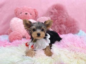 ティーカップヨーキー　極小ヨーキー