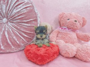 ティーカップヨーキー　極小ヨーキー