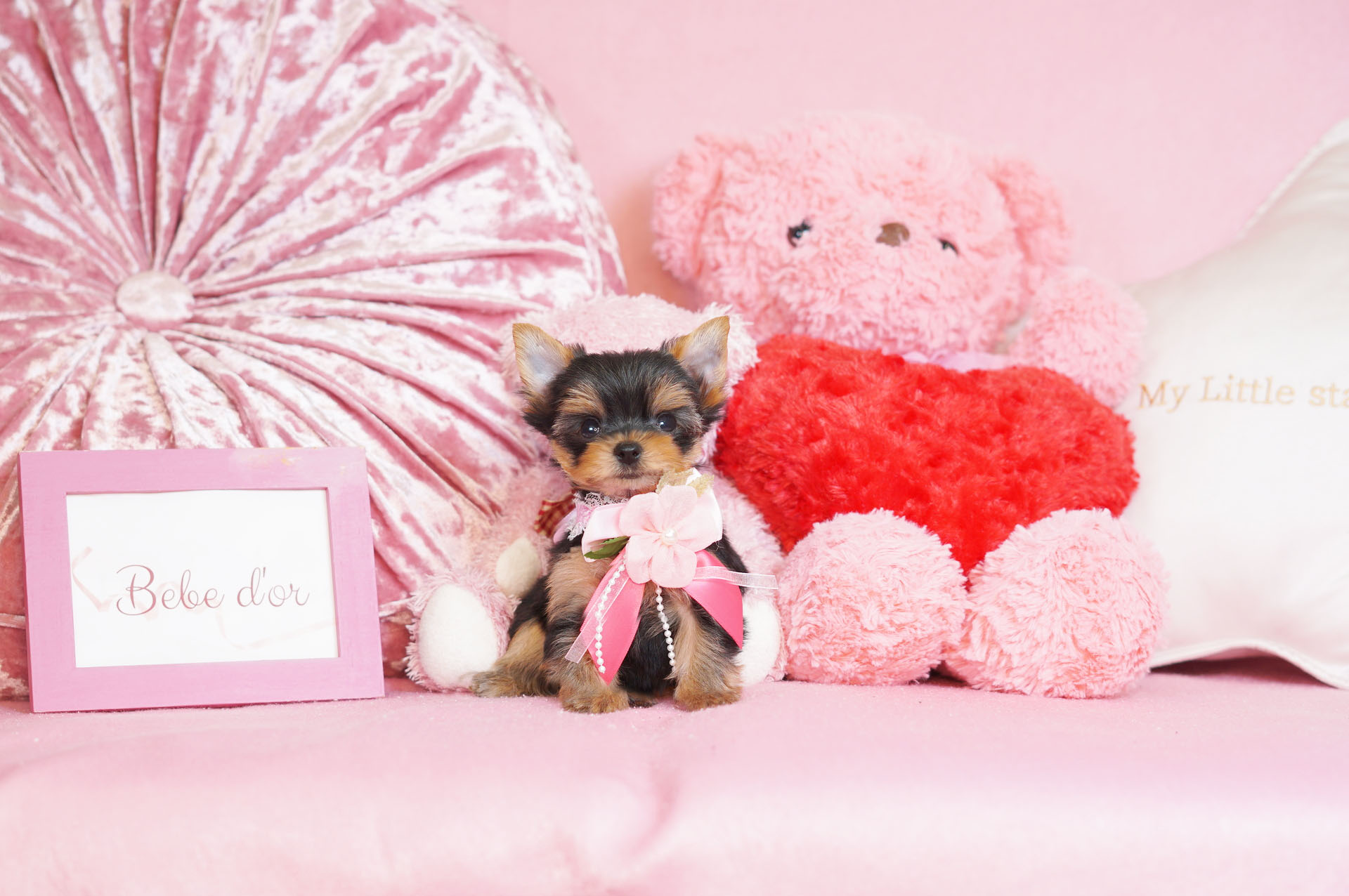 ヨークシャーテリア ティーカップヨーキーの子犬のご紹介 