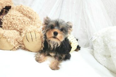 極小サイズのプリンセス♡とびきり可愛い女の子＊4596