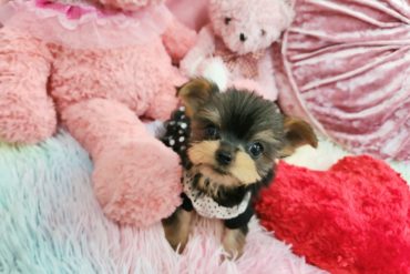 手のひらサイズの天使！愛らしさ満点のヨーキー男の子＊4524