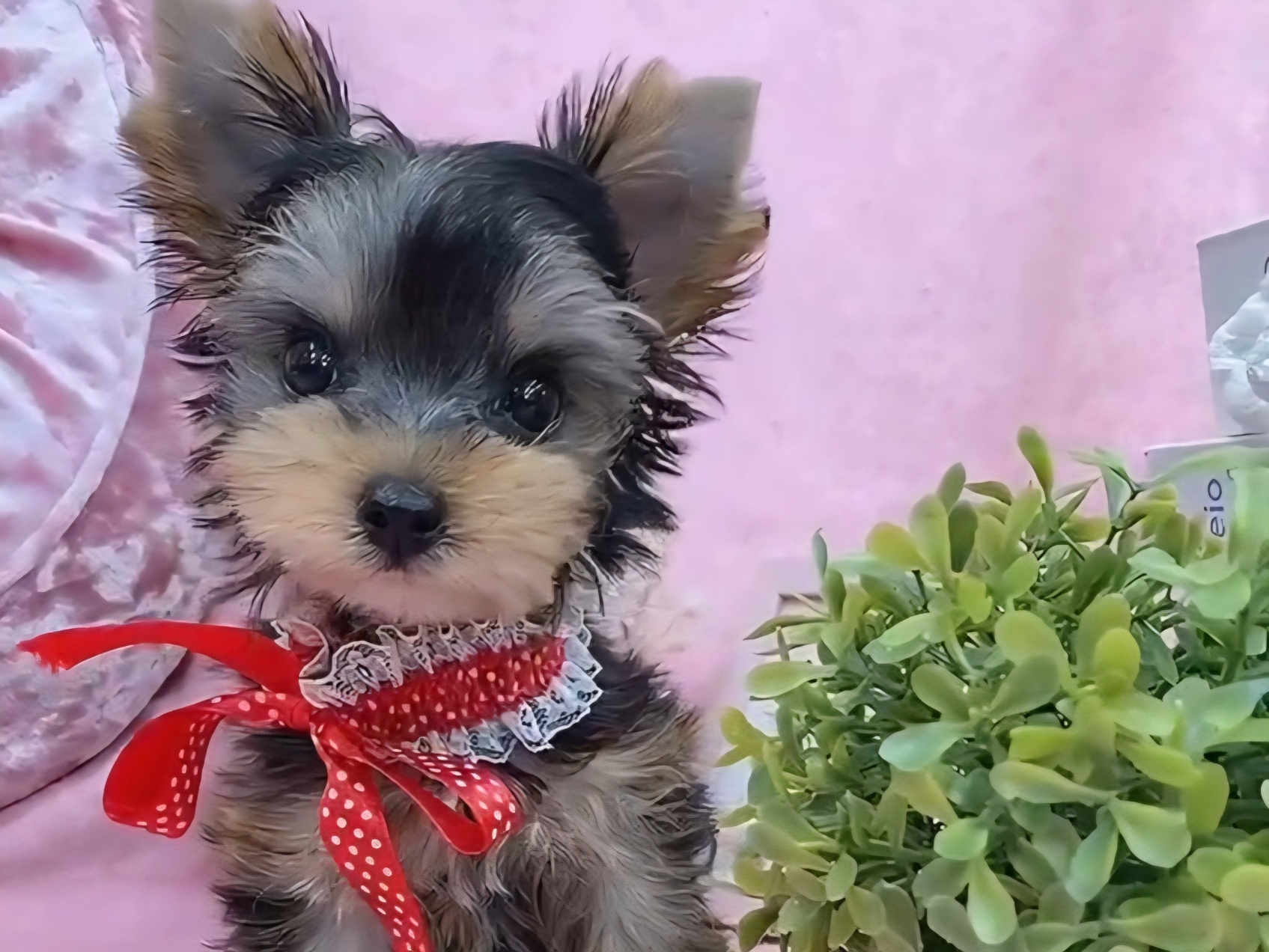 ヨークシャーテリア ティーカップヨーキーの子犬のご紹介