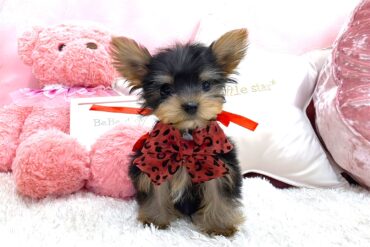 超ベビーフェイス♡♡小さくお顔も抜群に可愛い女の子＊Ｙ0052