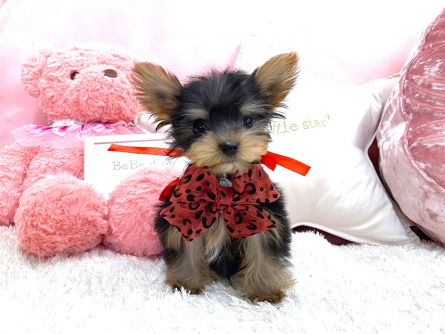 ヨークシャーテリア ティーカップヨーキーの子犬のご紹介