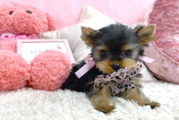 離れ気味のまん丸お目目がキュートな女の子＊Y0051