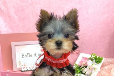 大きな瞳がまぁるくて、とっても可愛い極小サイズの女の子＊1761